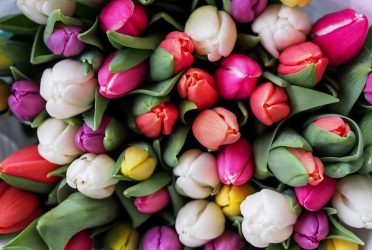 Ostern Tulpen